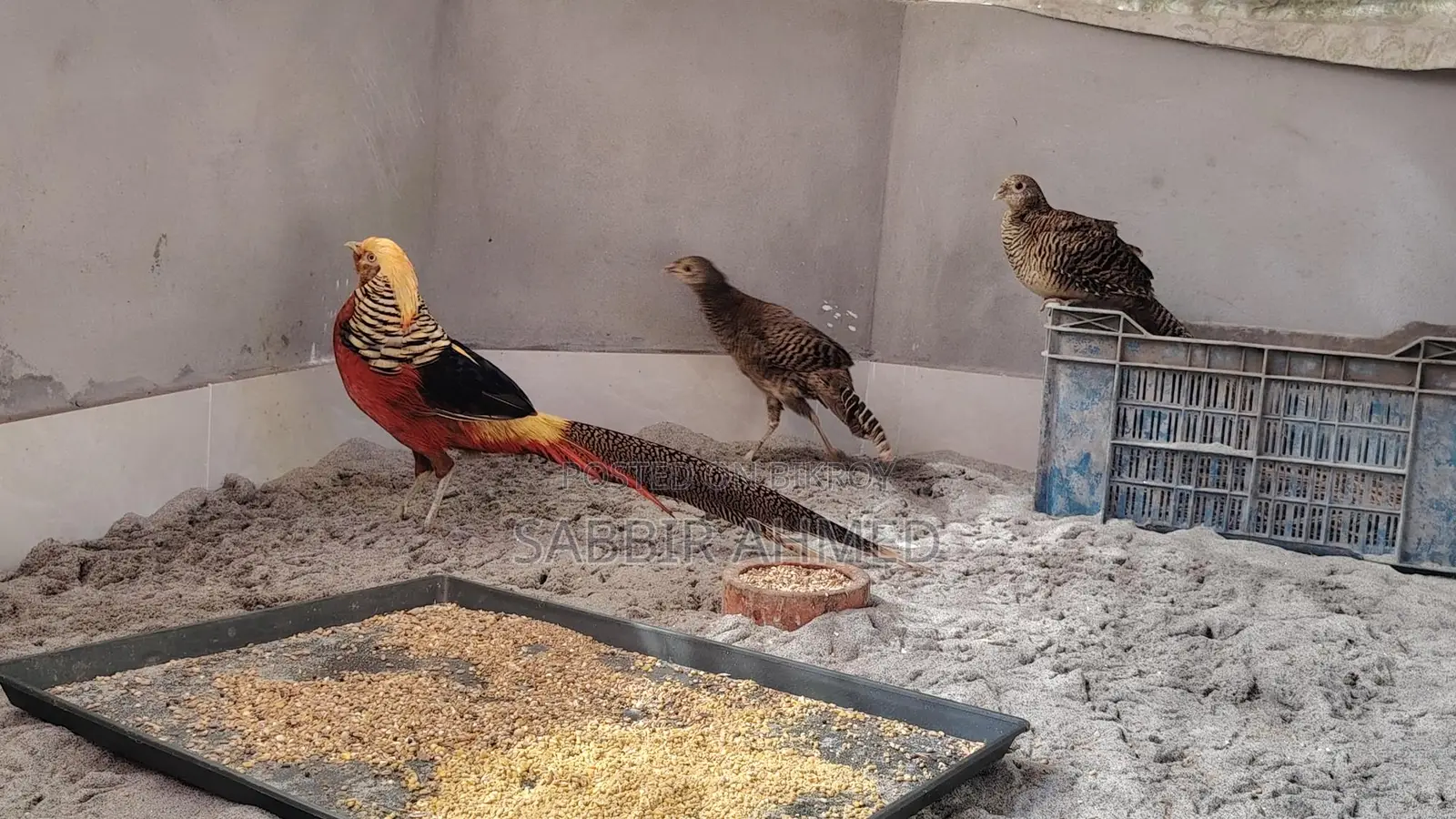 Golden Pheasant
