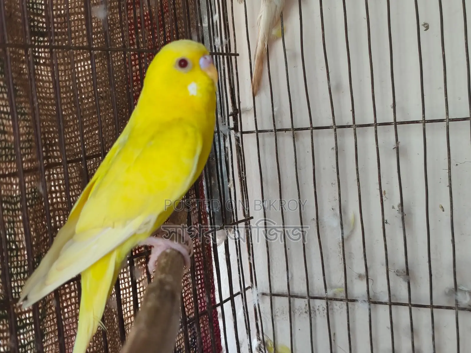 Running Budgies for Sale