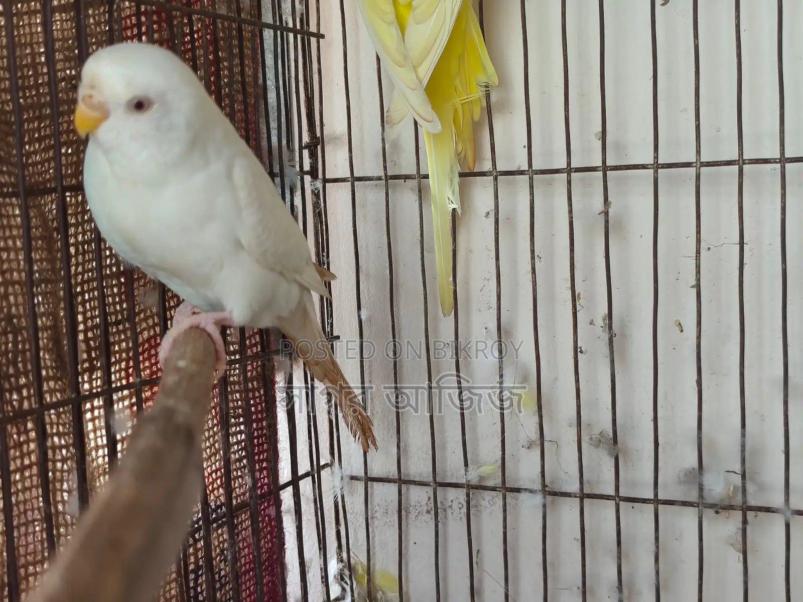 Running Budgies for Sale