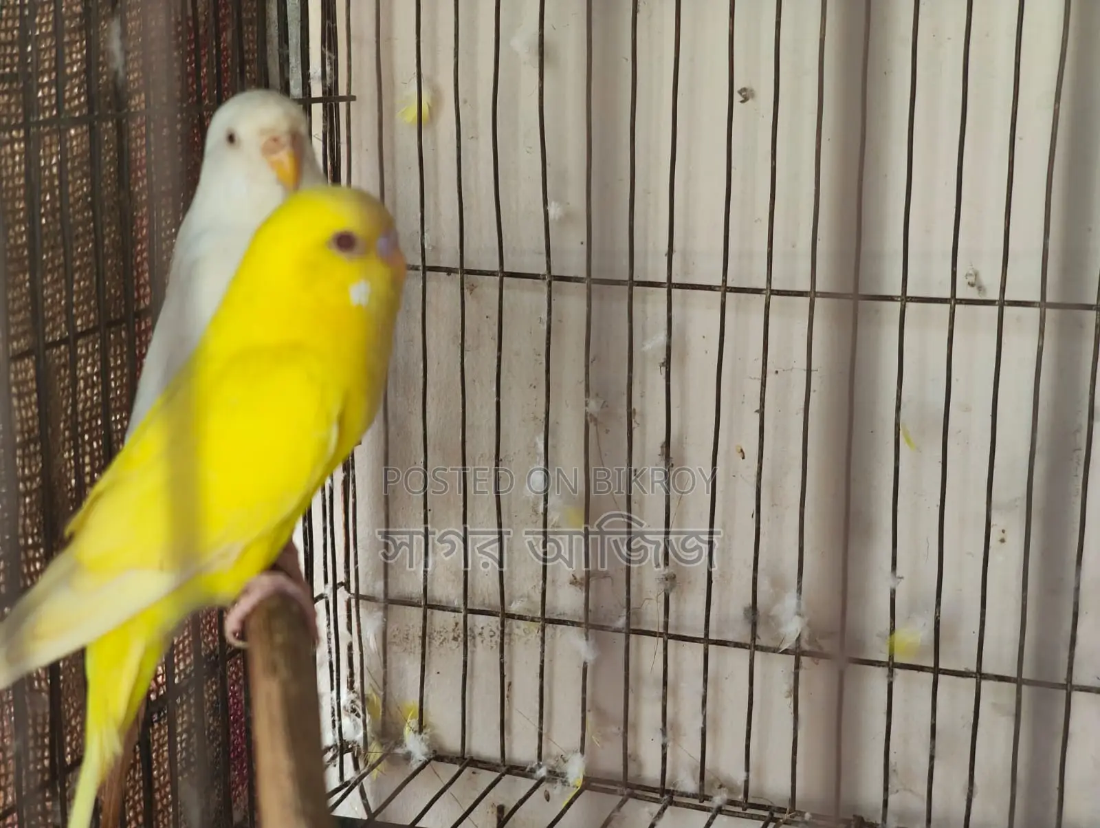 Running Budgies for Sale