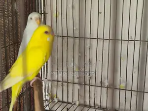 Running Budgies for Sale