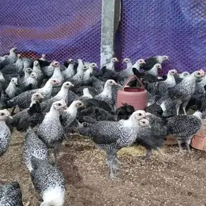 মুরগি