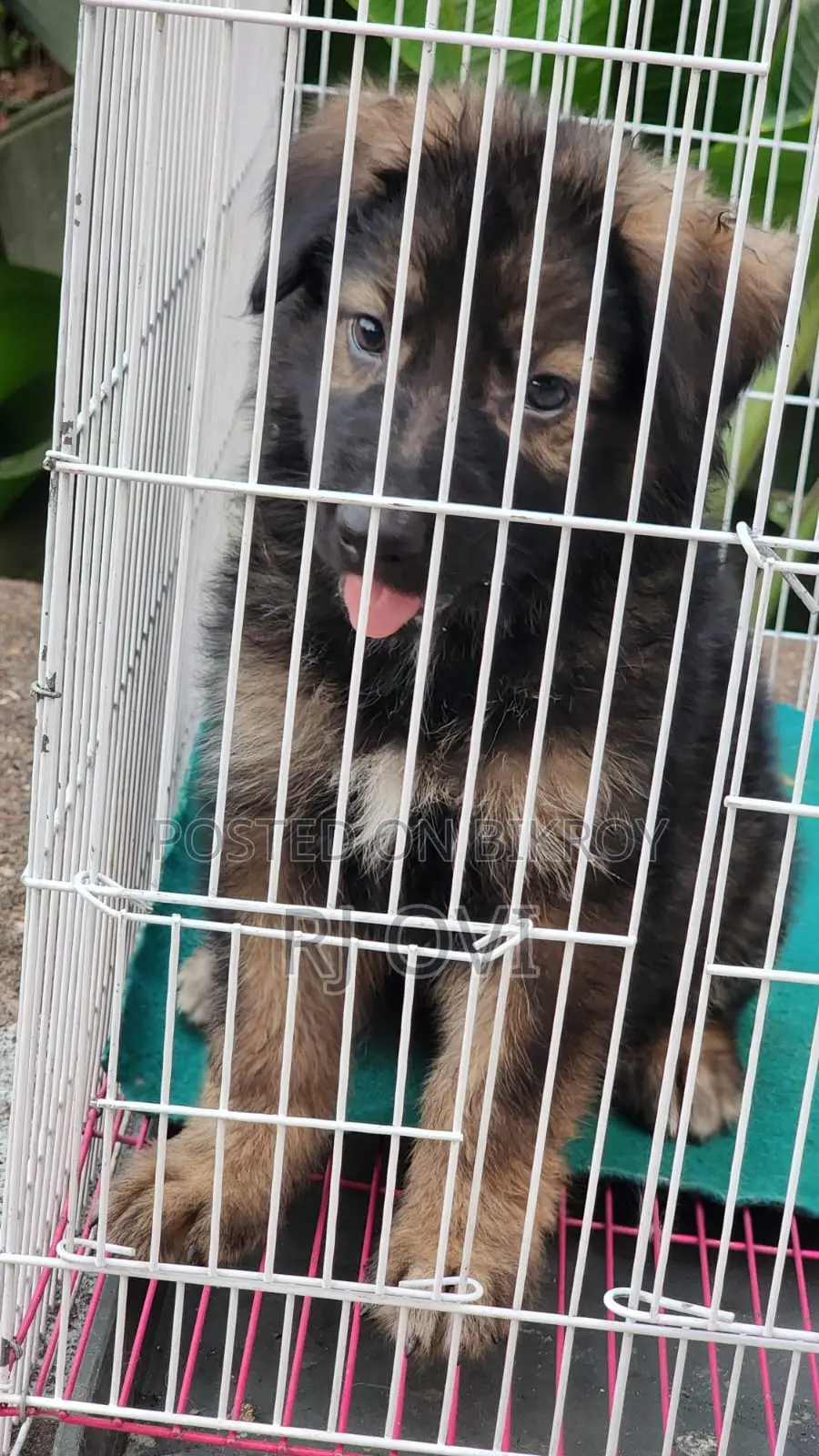 German Shepherd male puppy long coat