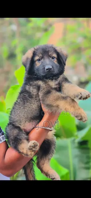 German Shepherd male puppy long coat