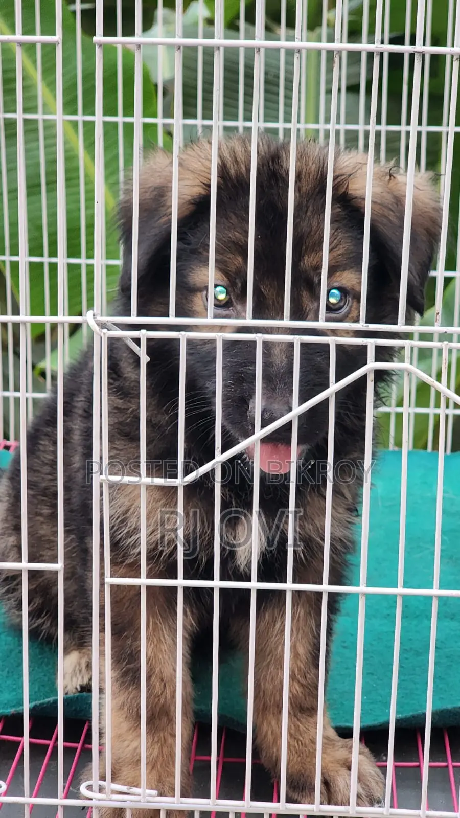 German Shepherd male puppy long coat