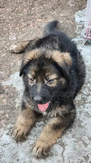 German Shepherd male puppy long coat