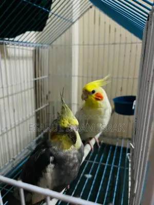 Cockatiel Birds