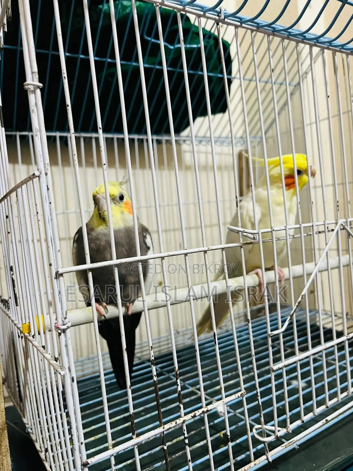 Cockatiel Birds