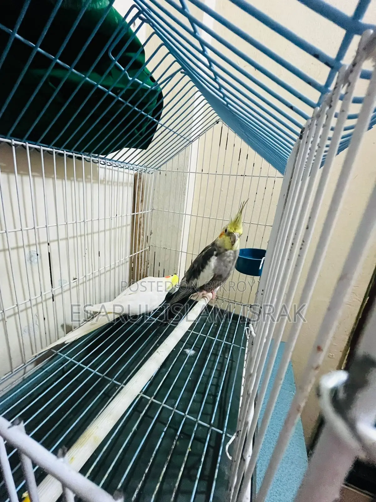 Cockatiel Birds