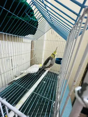 Cockatiel Birds