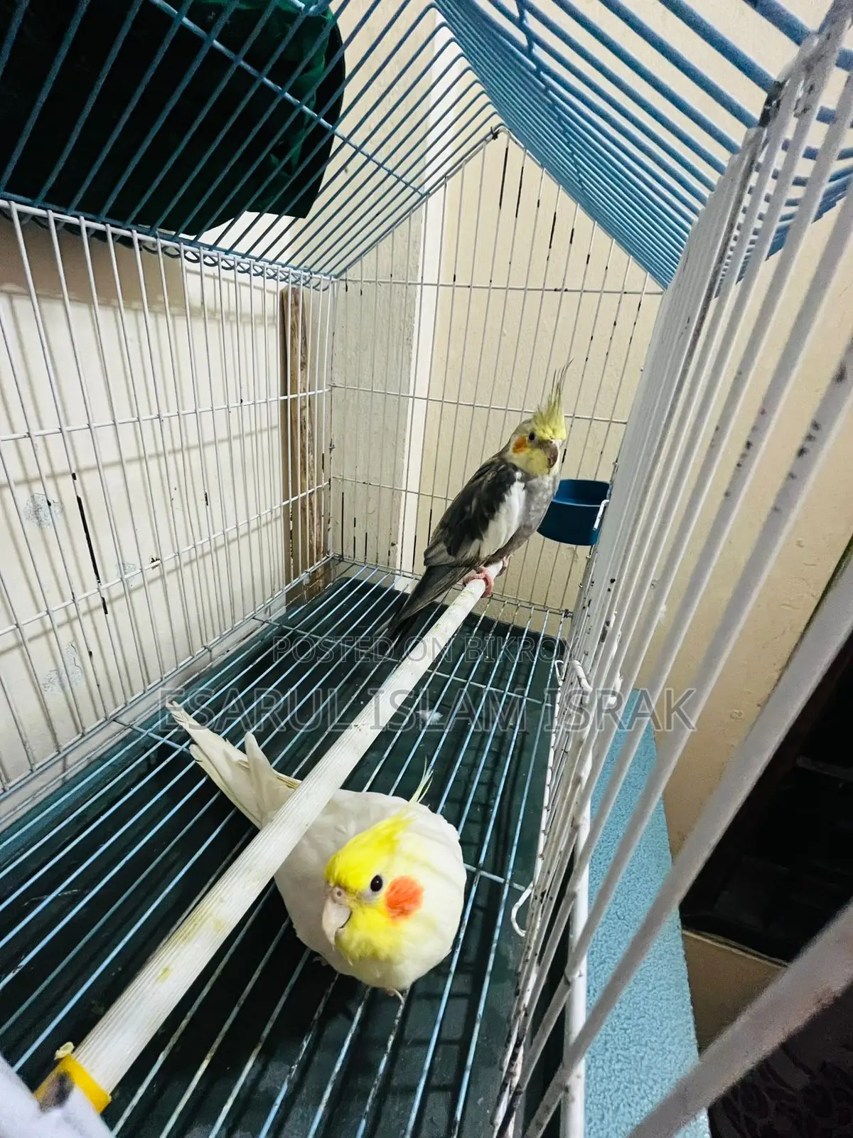 Cockatiel Birds