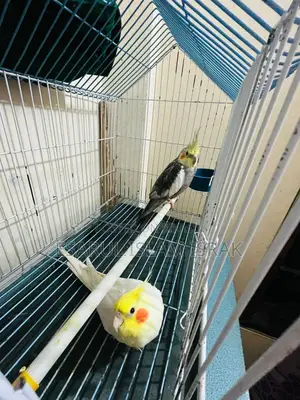 Cockatiel Birds