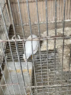 King Koel