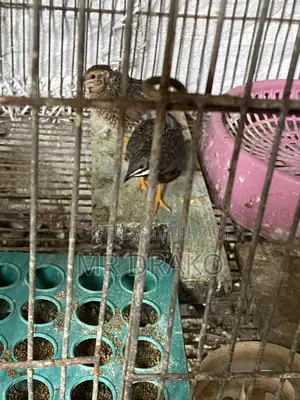 King Koel