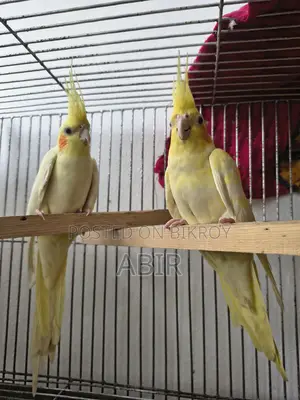 High-Quality Breeding Cockatiel Birds