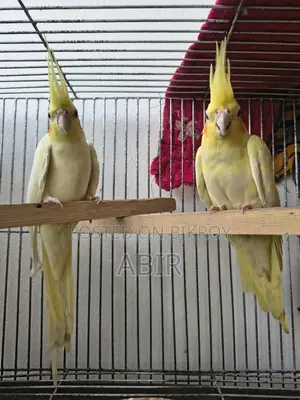 High-Quality Breeding Cockatiel Birds