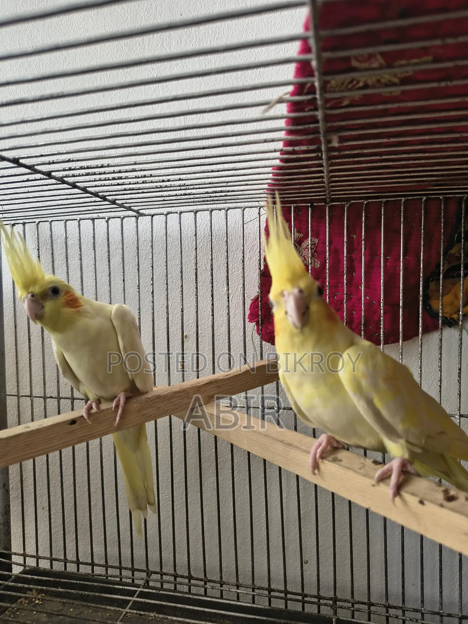 High-Quality Breeding Cockatiel Birds