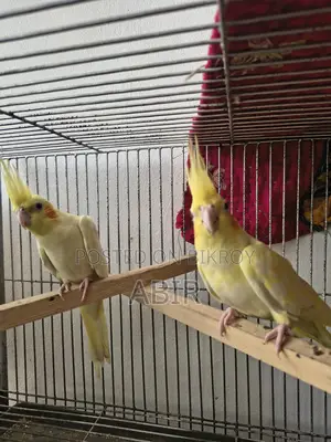 High-Quality Breeding Cockatiel Birds