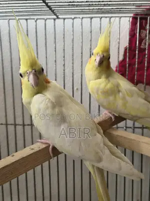 High-Quality Breeding Cockatiel Birds