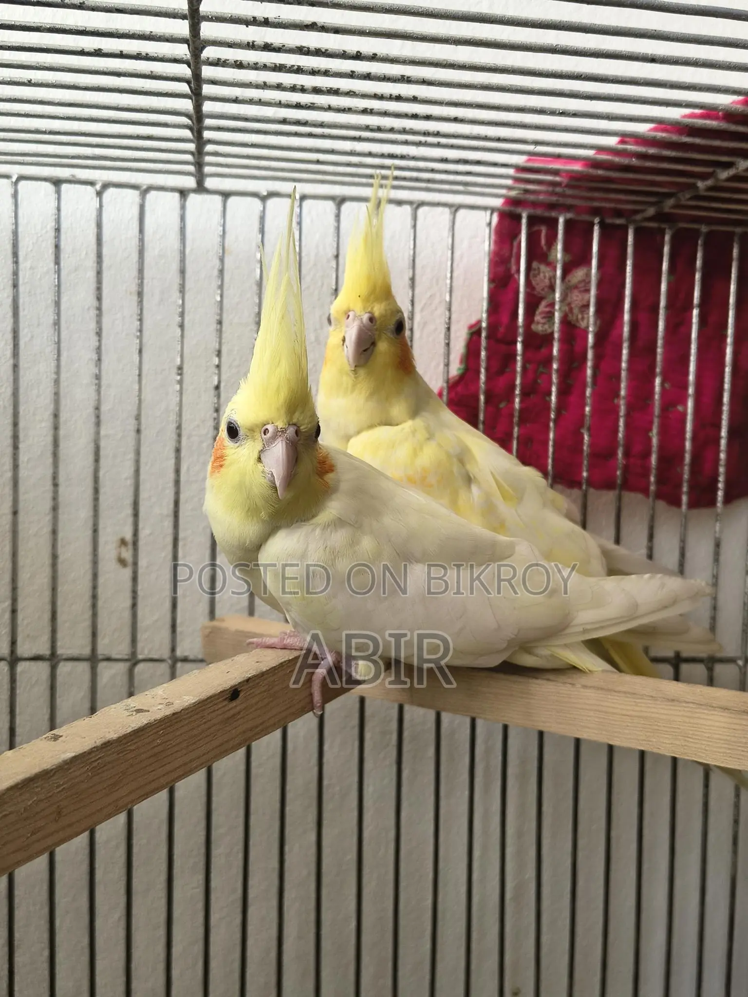High-Quality Breeding Cockatiel Birds