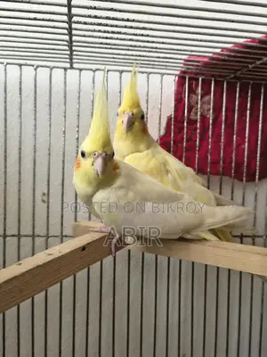 High-Quality Breeding Cockatiel Birds