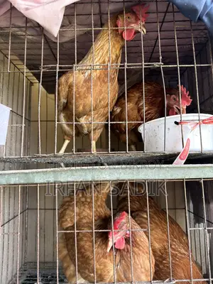 Running Layer Chicken (8 Months) ডিম দিচ্ছে নিয়মিত