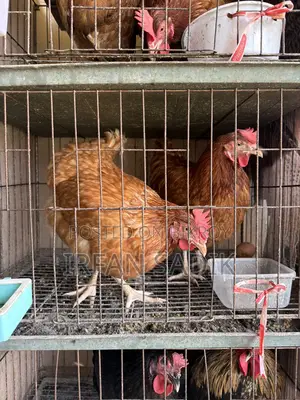 Running Layer Chicken (8 Months) ডিম দিচ্ছে নিয়মিত