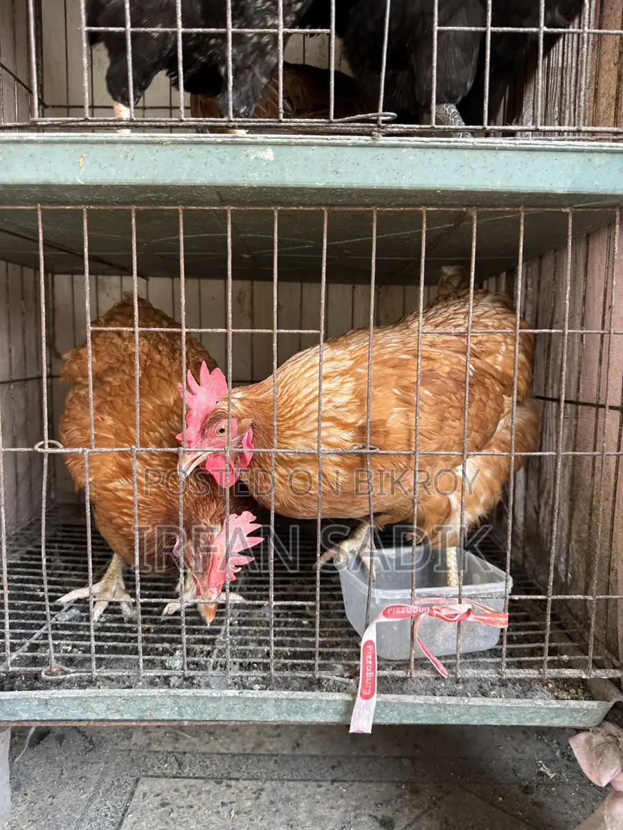 Running Layer Chicken (8 Months) ডিম দিচ্ছে নিয়মিত