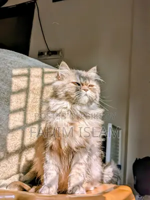 Persian