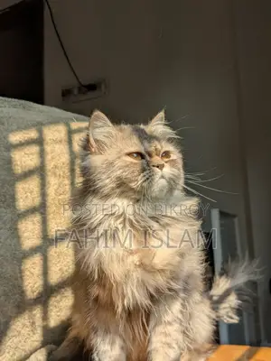 পার্সিয়ান