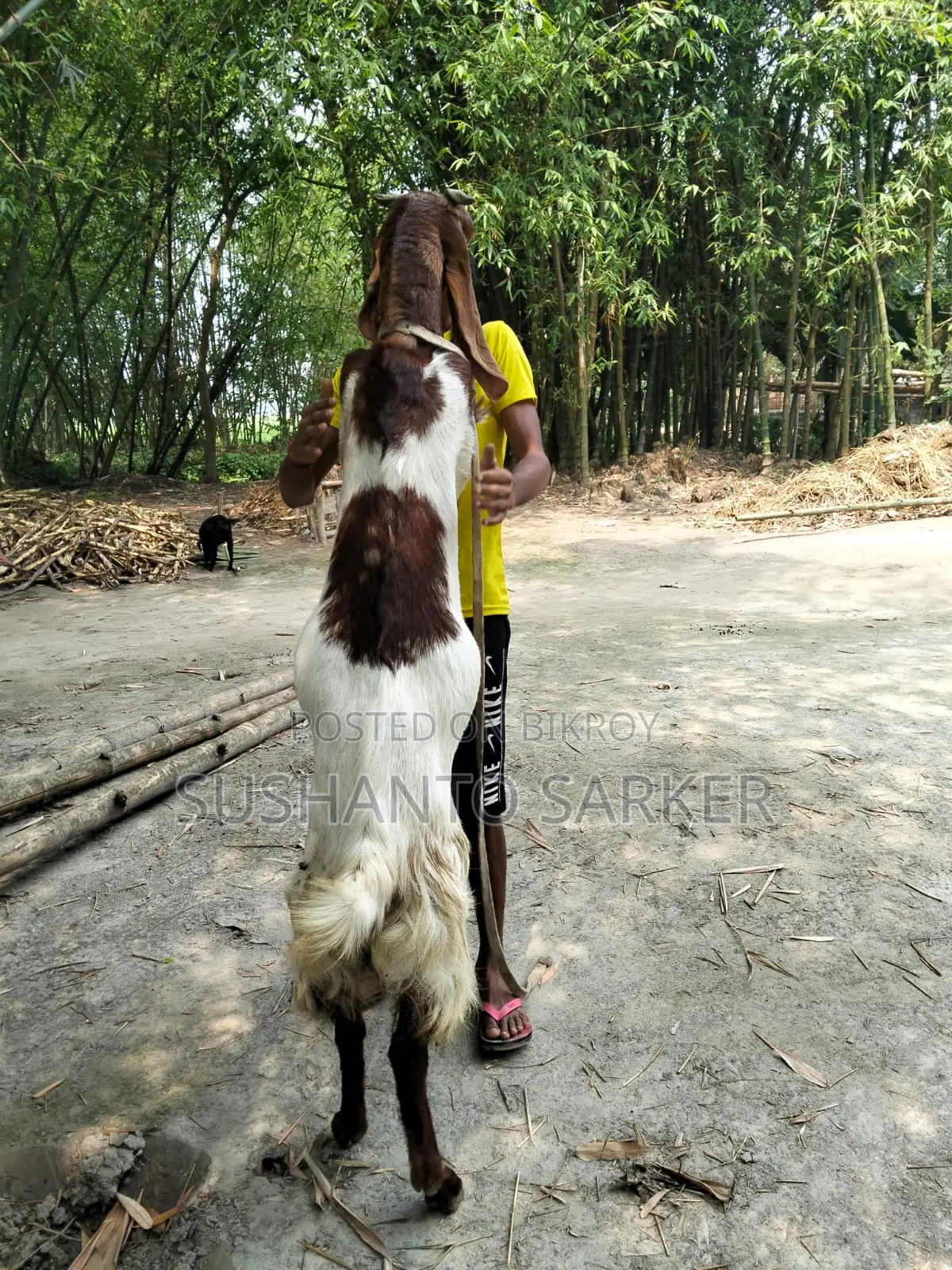Totapuri Goat