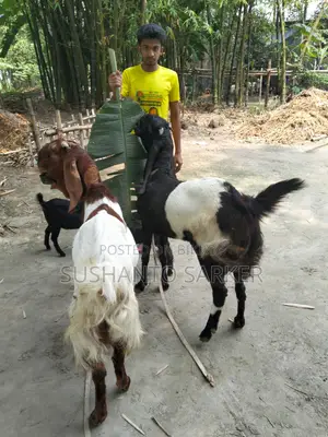 Totapuri Goat