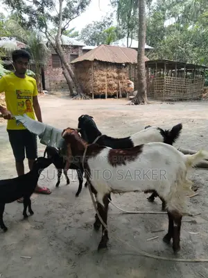 Totapuri Goat
