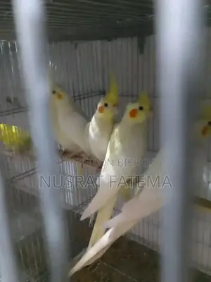 Lutino Cockatiel Red Eye Self Feed Baby Per Pair