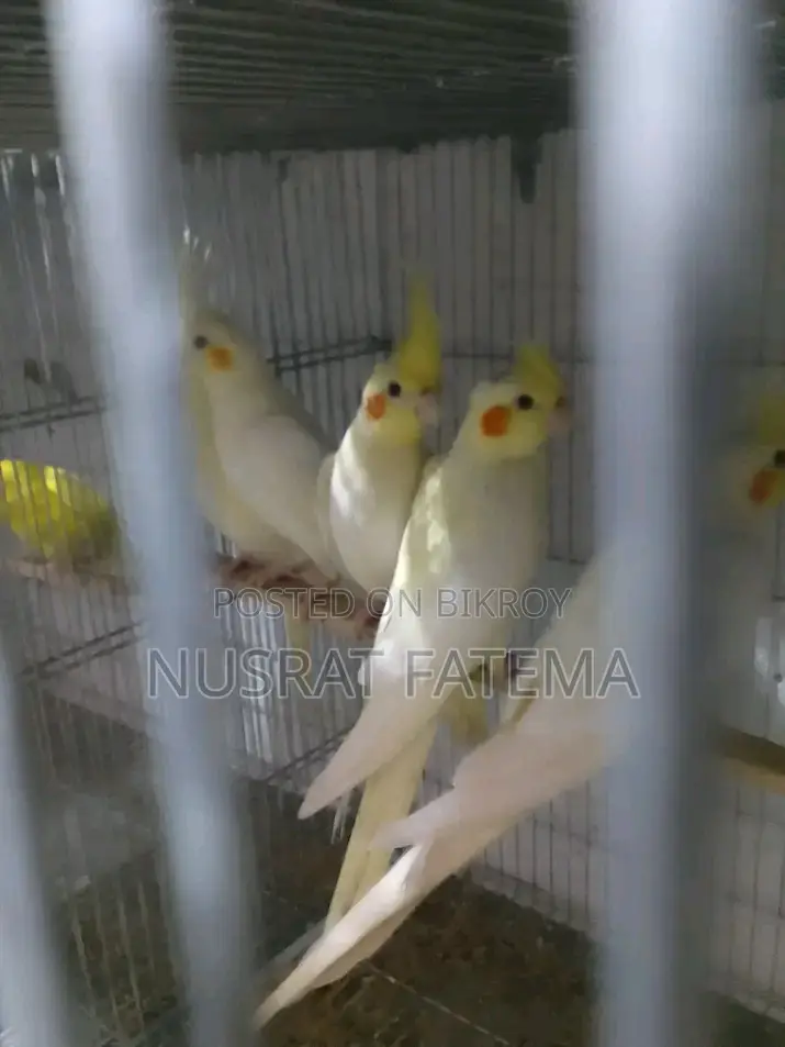 Lutino Cockatiel Red Eye Self Feed Baby Per Pair