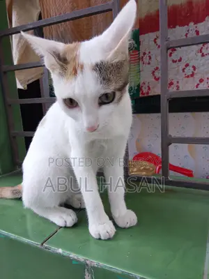 Cat Adoption Post - Free Adoption