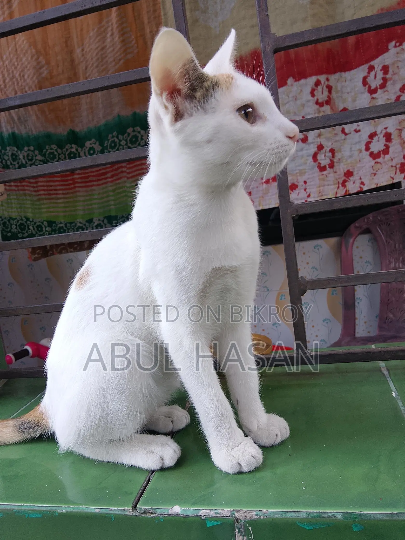 Cat Adoption Post - Free Adoption