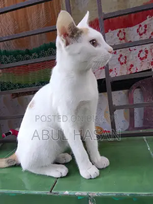 Cat Adoption Post - Free Adoption