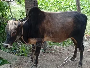 Bull