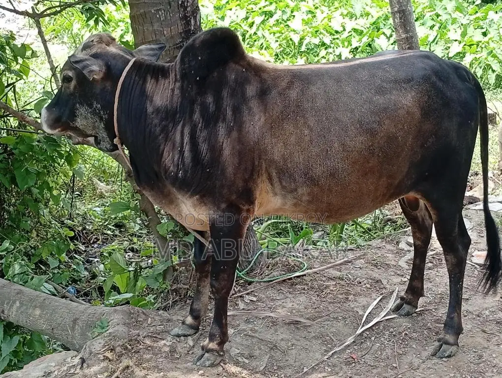 Bull
