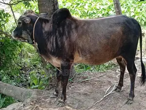 Bull