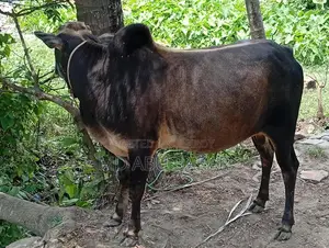 Bull