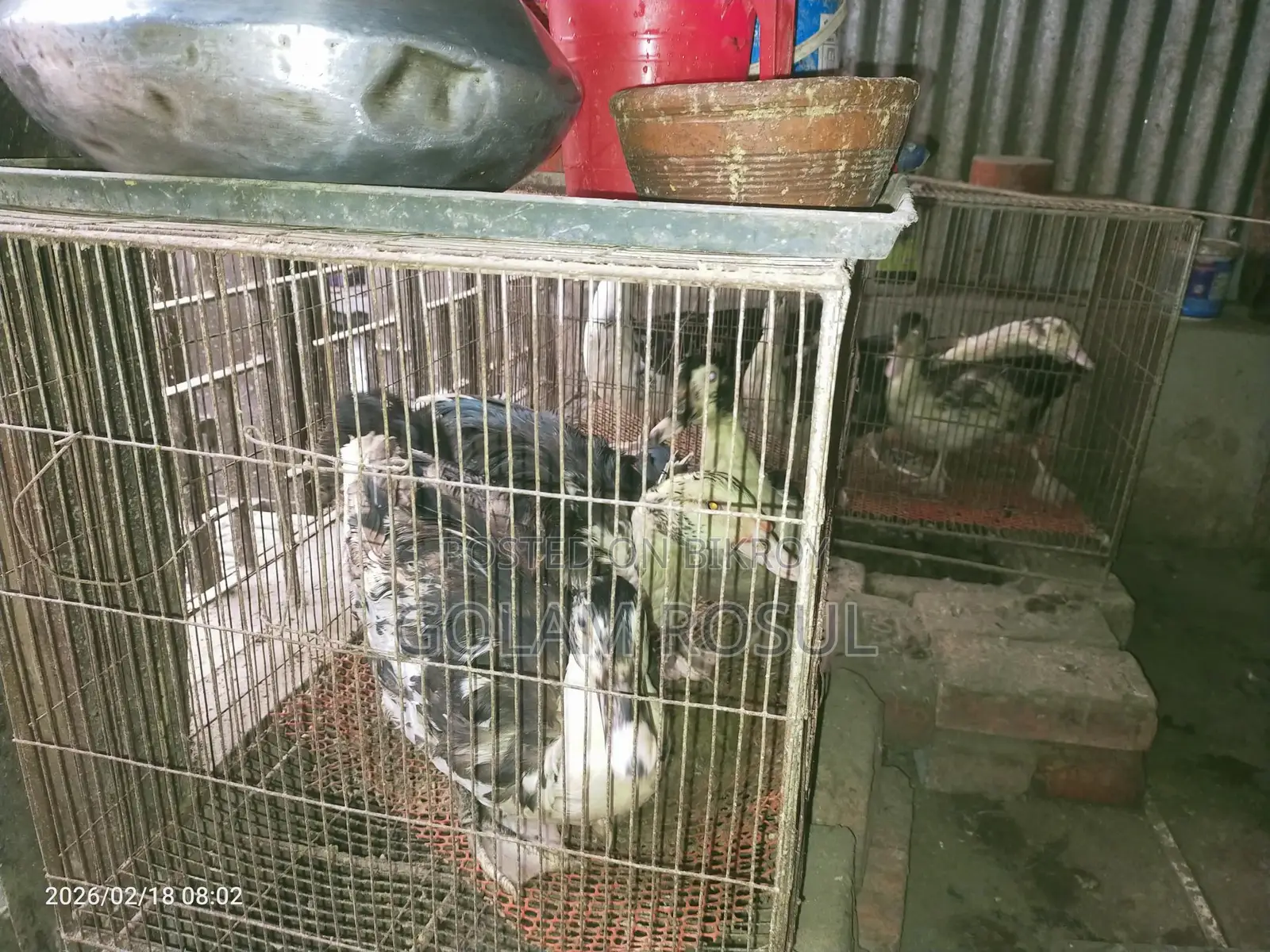 Ducks for Sale