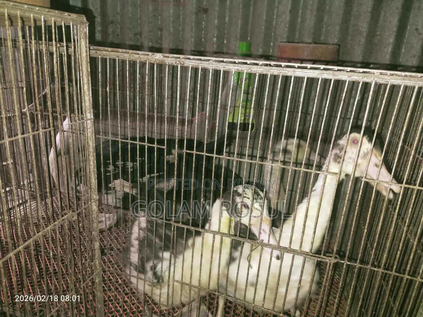 Ducks for Sale