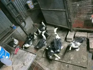 Ducks for Sale