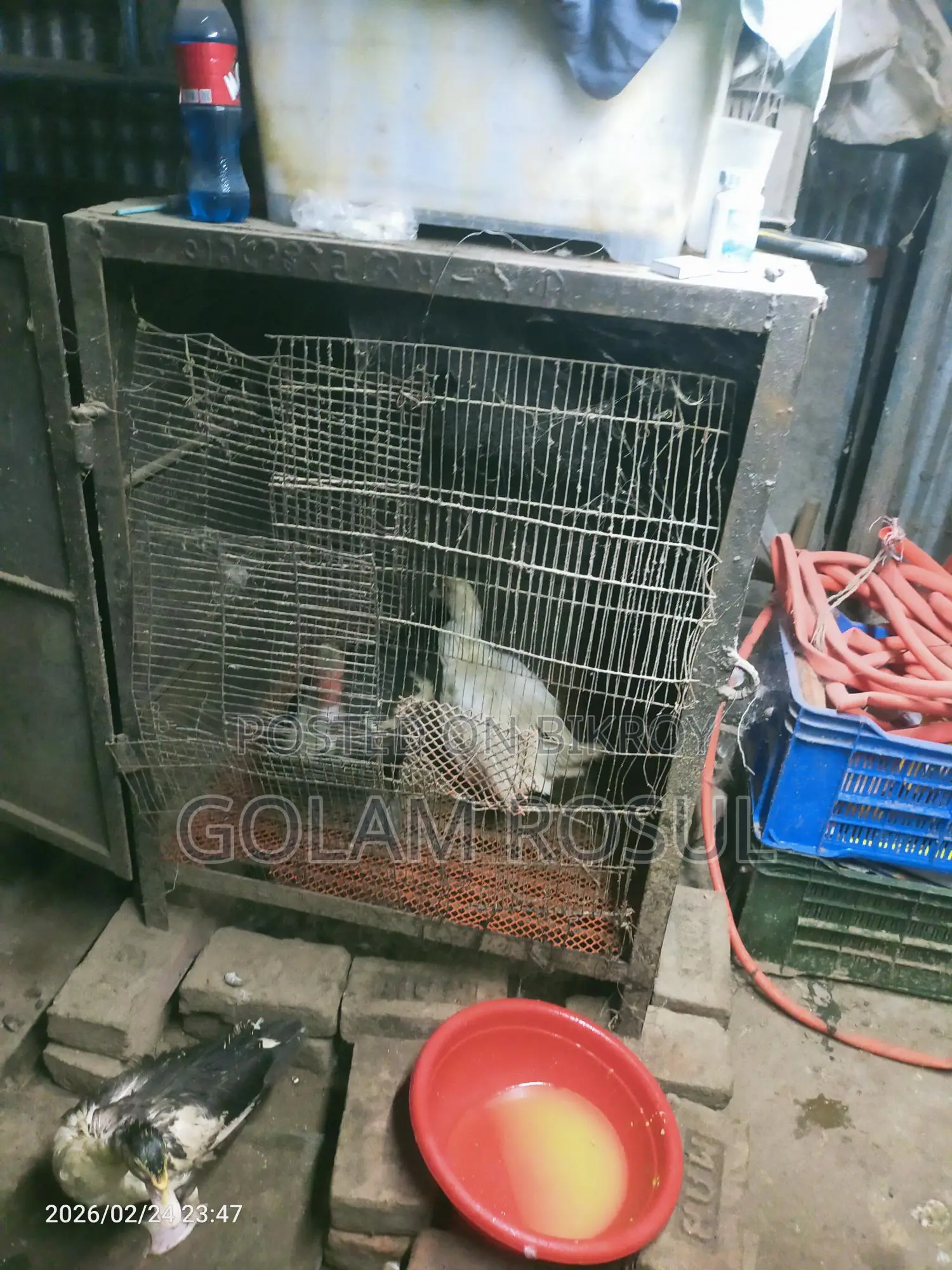 Ducks for Sale