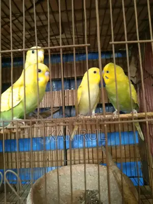 বাজরিগার স্প্যাঙ্গেল মেল