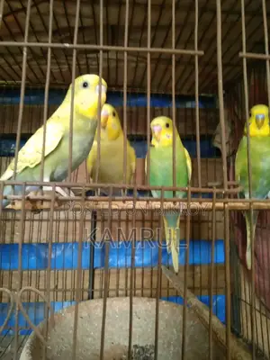 বাজরিগার স্প্যাঙ্গেল মেল