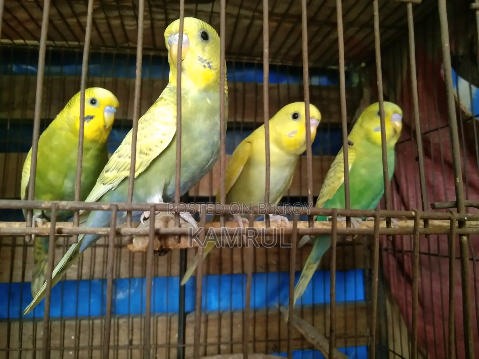 বাজরিগার স্প্যাঙ্গেল মেল