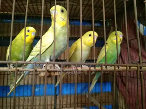 বাজরিগার স্প্যাঙ্গেল মেল